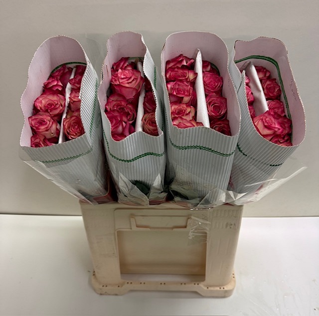 Rosa gr paloma KW.jpg